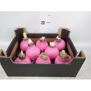 Hippeastrum   ...waxed H%