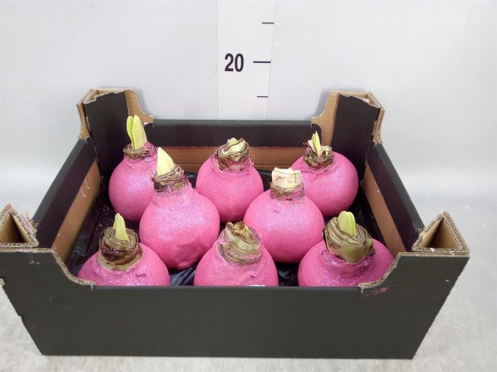 <h4>Hippeastrum   ...waxed H%</h4>