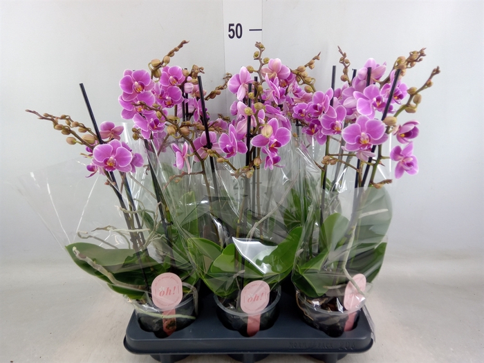 <h4>Phalaenopsis multi. 'FC Friday Fli'</h4>