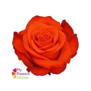 R Gr New Face Orange 50cm EC