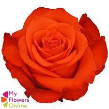 <h4>R Gr New Face Orange 50cm EC</h4>