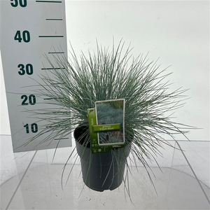 Festuca glauca 'Elijah Blue'