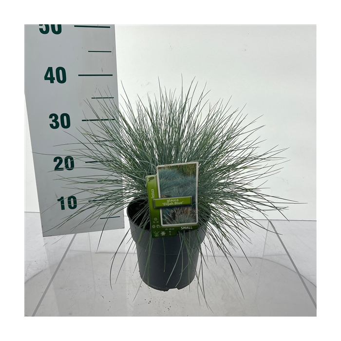 <h4>Festuca glauca 'Elijah Blue'</h4>