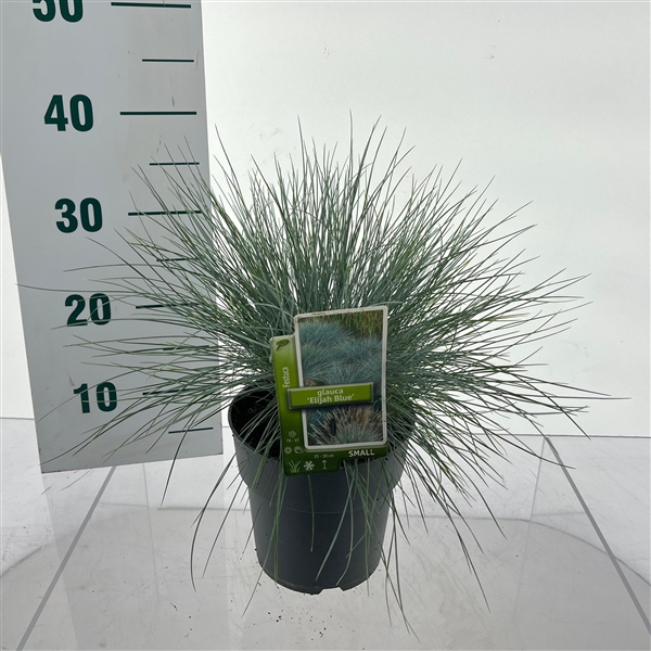 Festuca glauca 'Elijah Blue'