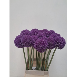 ALLIUM AMBASSADOR