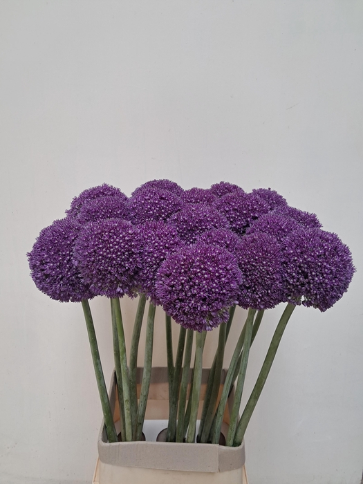 <h4>Allium Ambassador</h4>