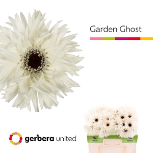 Gerbera Spider Garden Ghost Water