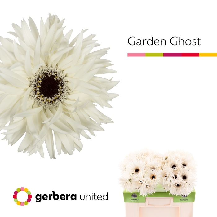 <h4>Gerbera Spider Garden Ghost Water</h4>