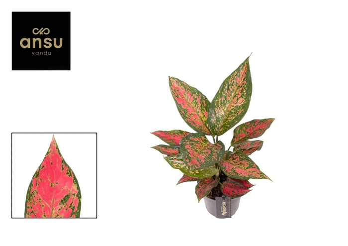 <h4>Aglaonema overig</h4>