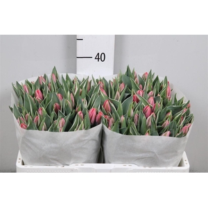 Tu En Pretty Princes