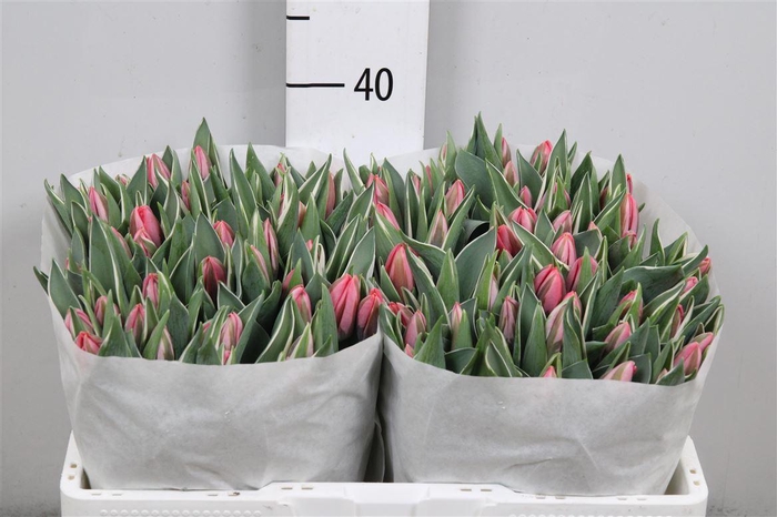 <h4>Tu En Pretty Princes</h4>