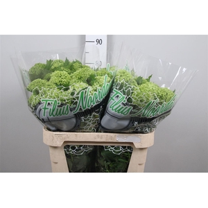 Viburnum Roseum St 4+