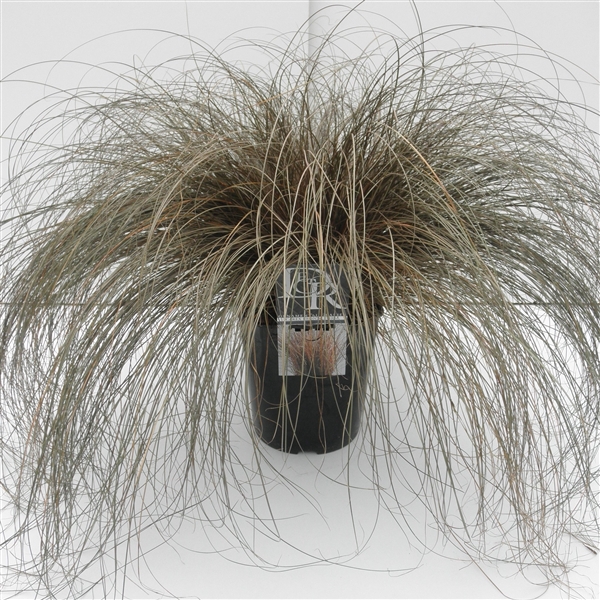 <h4>Graminées Carex 'Bronze Form'</h4>