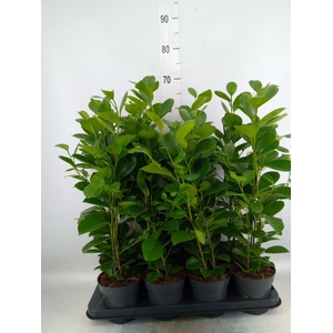 Ficus microcarpa 'Moclame'