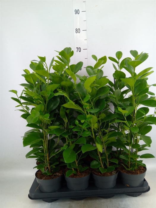 <h4>Ficus microcarpa 'Moclame'</h4>