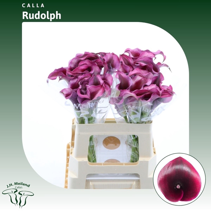 <h4>Calla Rudolph</h4>