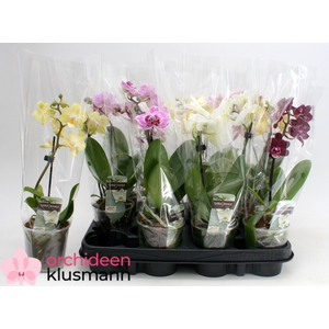PHAL GEM