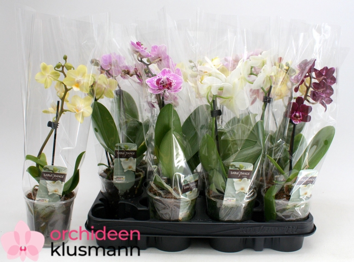 <h4>PHAL GEM</h4>