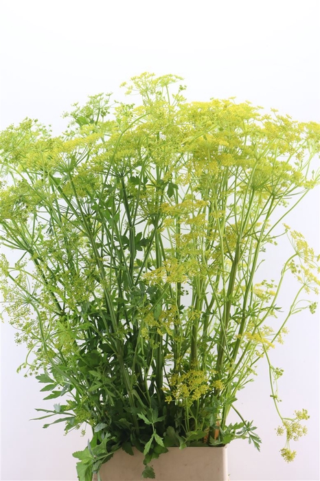 <h4>Angelica Gigas Yellow 130cm Extra</h4>