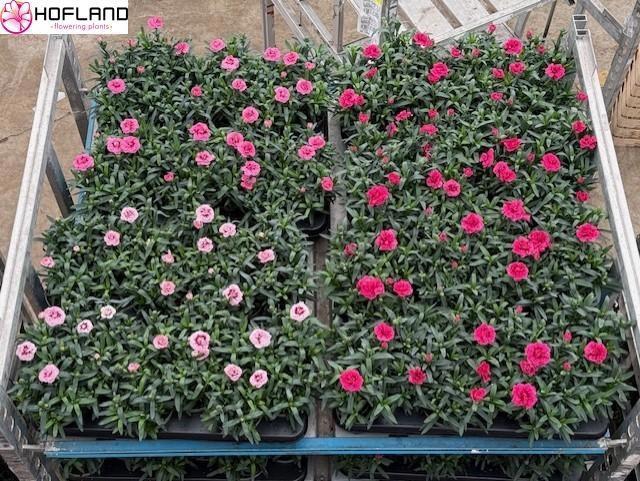 <h4>DIAN OSC GEM</h4>