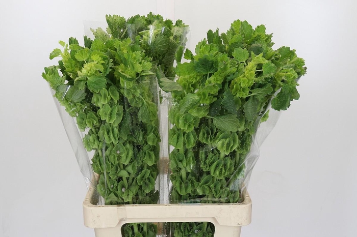 <h4>Moluccella Laevis</h4>