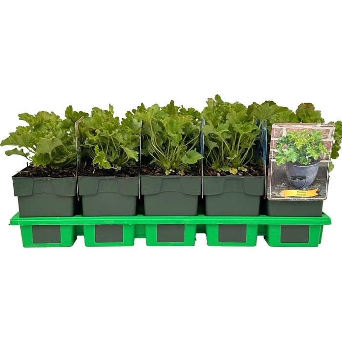 <h4>Heuchera micrantha</h4>