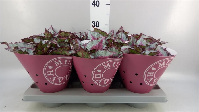<h4>Begonia BD rex 'Caribbean Night'</h4>