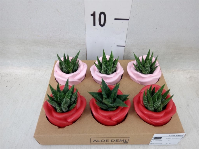 <h4>Succulents   ...</h4>