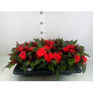 Impatiens NG 'Tamarinda Dark Red'
