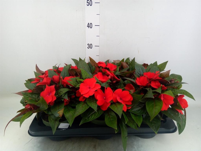 <h4>Impatiens NG 'Tamarinda Dark Red'</h4>