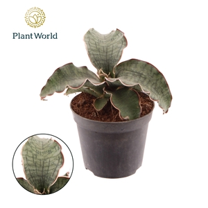 Sansevieria Kirkii Silver Blue