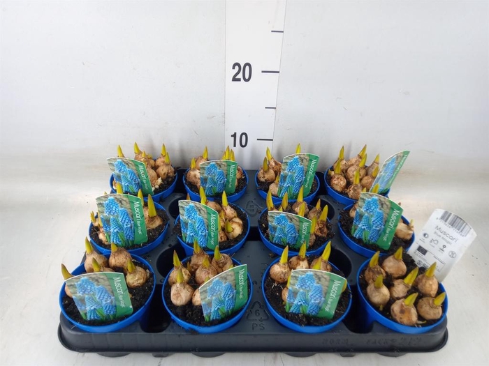 <h4>Muscari  'Magic Blue'</h4>