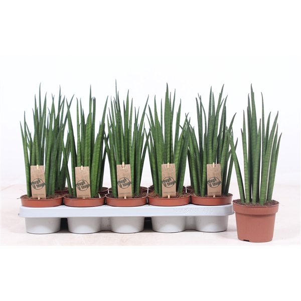 <h4>Sansevieria Mikado</h4>