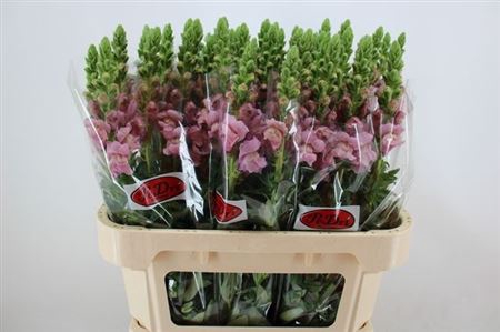 <h4>Antir Poto Lavend</h4>