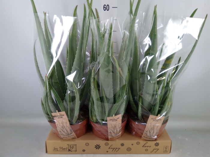 <h4>Aloe vera</h4>