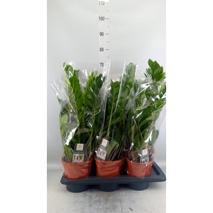 Zamioculcas zamiifolia