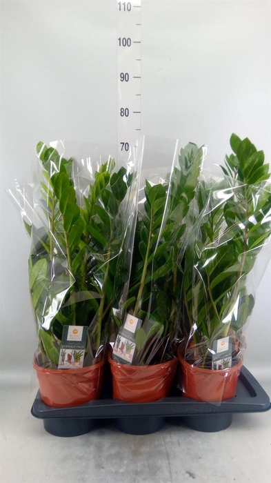 <h4>Zamioculcas zamiifolia</h4>