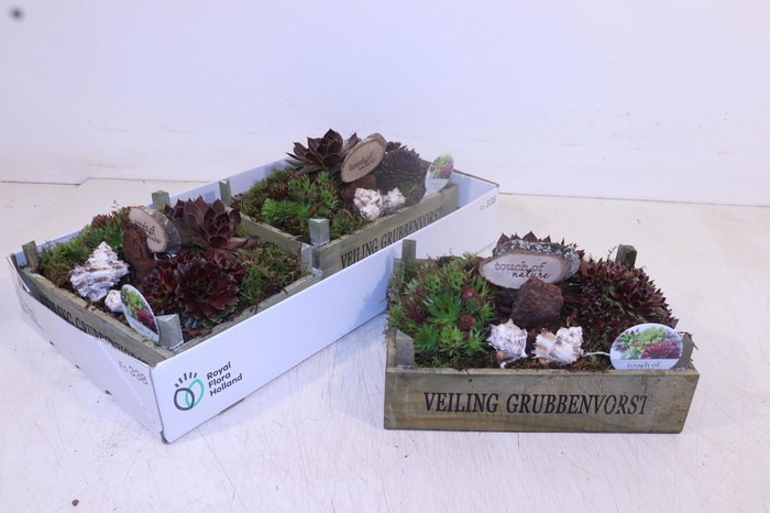 <h4>ARR SEMPERVIVUM</h4>