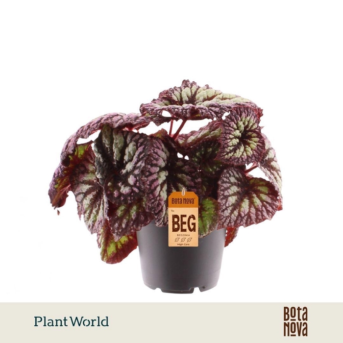 <h4>Begonia rex Fireworks</h4>