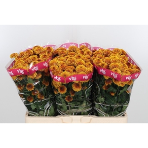 Chr San Aaa Doria Or