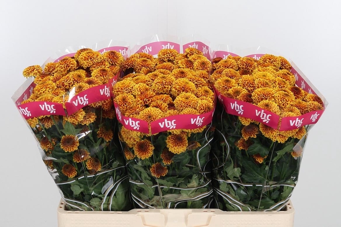 <h4>Chr San Aaa Doria Or</h4>