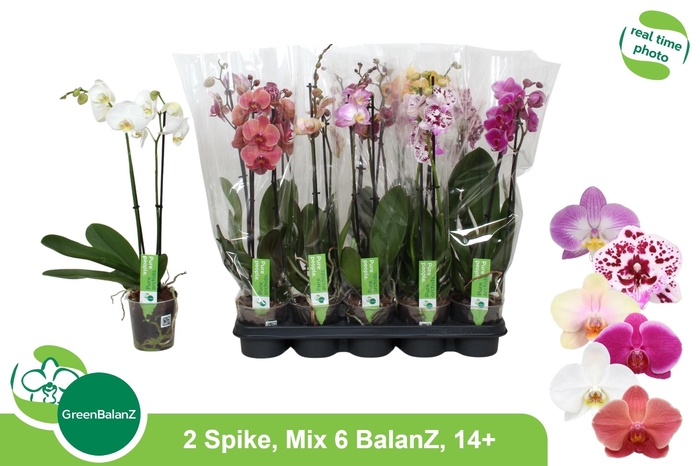 <h4>PHAL GEM 6 KL</h4>