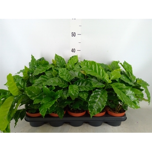 Coffea arabica