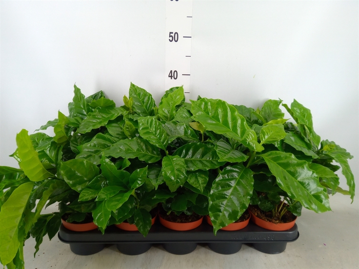 <h4>Coffea arabica</h4>