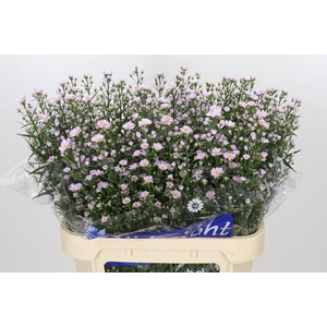 Aster Claudia