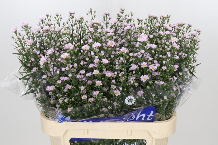 <h4>Aster Claudia</h4>
