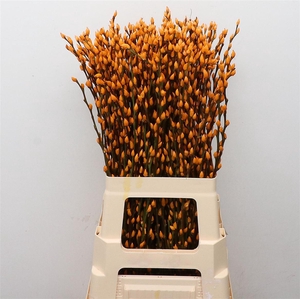 Salix Snow Flake Klb Apricot