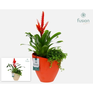 Biologisch afbreekbare schaal Large met arrangement