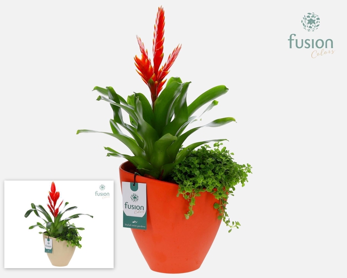 <h4>Biologisch afbreekbare schaal Large met arrangement</h4>