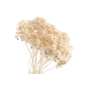 Immortelle White
